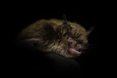 Common Whiskered Myotis (Myotis mystacinus)