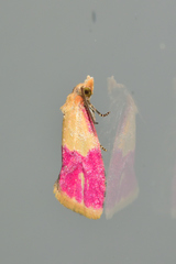 Cochylis rosaria