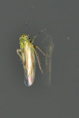 Macrosteles quadrilineatus