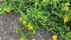 Lantana