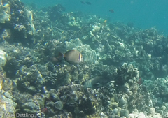 Acanthurus leucopareius
