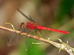 Rhodopygia hinei