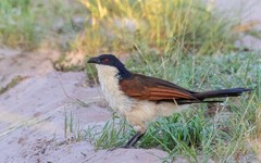 Centropus cupreicaudus