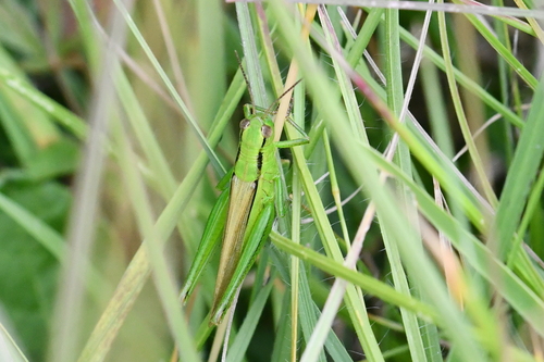 Mecostethus parapleurus