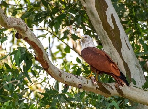 Brahminy Kite