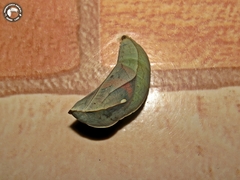Opsiphanes quiteria