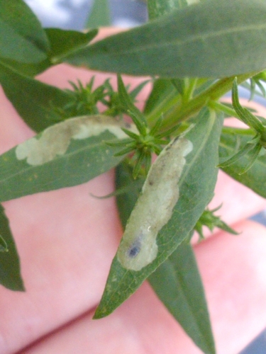 Calycomyza solidaginis photo 4