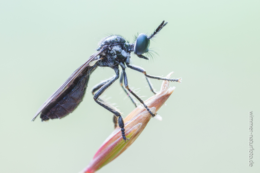 Dioctria harcyniae