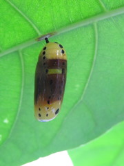 Methona themisto