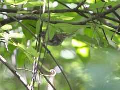 Ramphocaenus melanurus