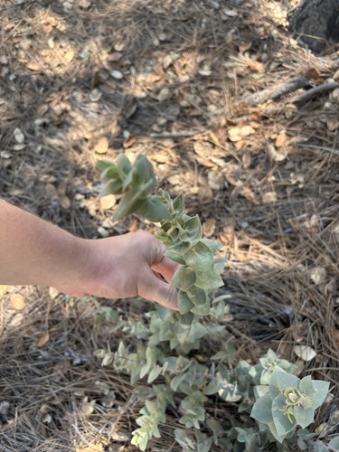 Santa Lucia manzanita (Arctostaphylos luciana)