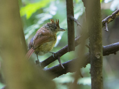 Thamnophilus doliatus