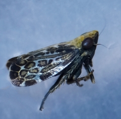 Errastunus ocellaris