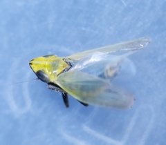 Arthaldeus striifrons