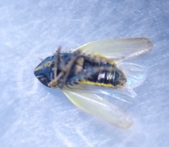 Arthaldeus striifrons