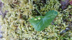 Rondaniola bursaria
