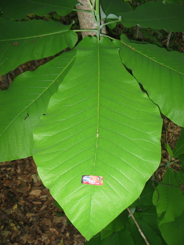 Magnolia macrophylla