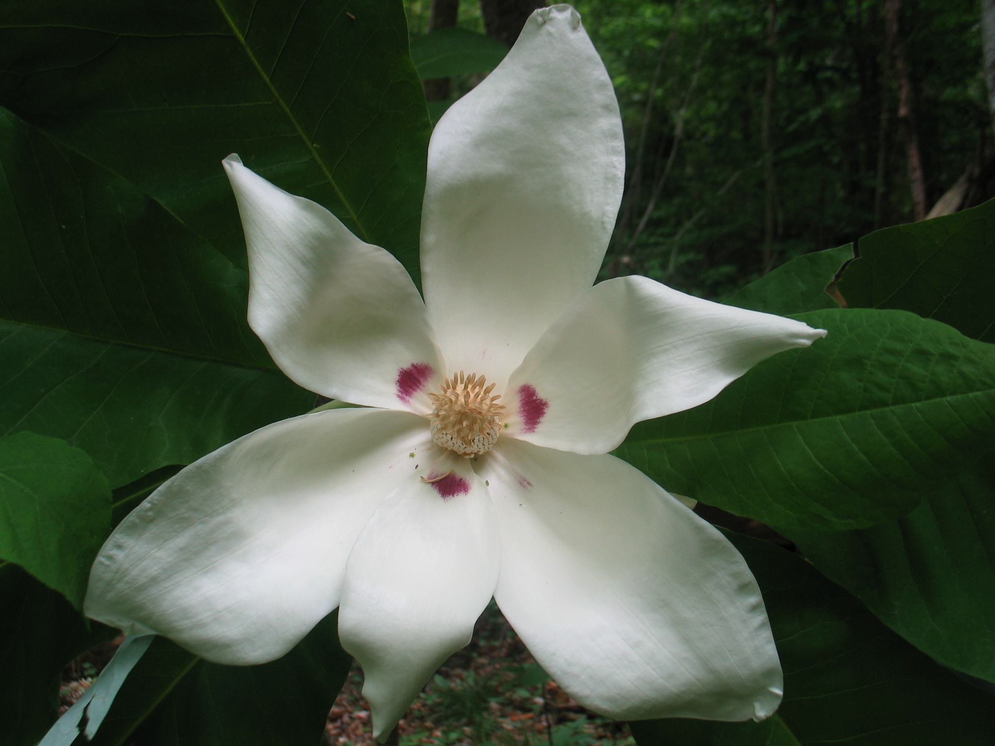 Magnolia macrophylla