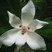 Magnolia macrophylla - Photo (c) Curtis Hansen,  זכויות יוצרים חלקיות (CC BY), הועלה על ידי Curtis Hansen