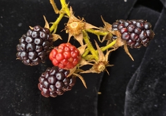 Rubus adenotrichos, photograph (c) Alan Rockefeller, some rights reserved (CC BY)