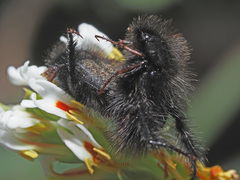 Peritrichia cinerea