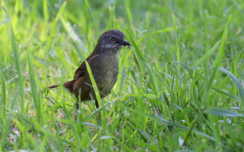 Tasmanian Scrubwren (Sericornis humilis), photo 10