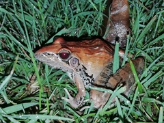 Ptychadena oxyrhynchus