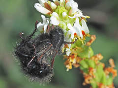 Peritrichia cinerea
