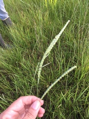 Paspalum floridanum