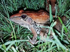 Ptychadena oxyrhynchus