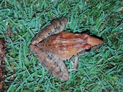 Ptychadena oxyrhynchus