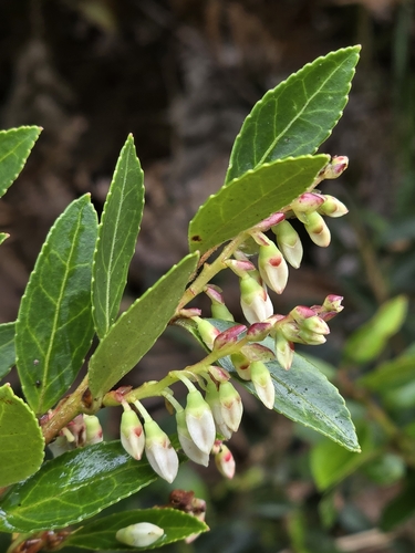 Vaccinium meridionale, photograph 2