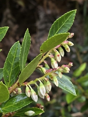 Vaccinium meridionale, photograph (c) Alan Rockefeller, some rights reserved (CC BY)