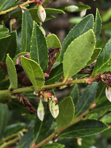 Vaccinium meridionale, photograph 4