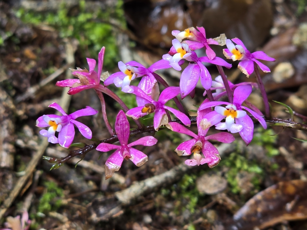 Epidendrum pachytepalum