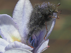 Peritrichia cinerea