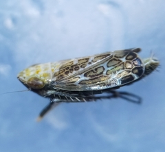 Errastunus ocellaris