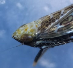 Errastunus ocellaris