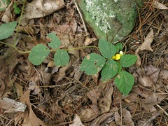 Rhynchosia difformis