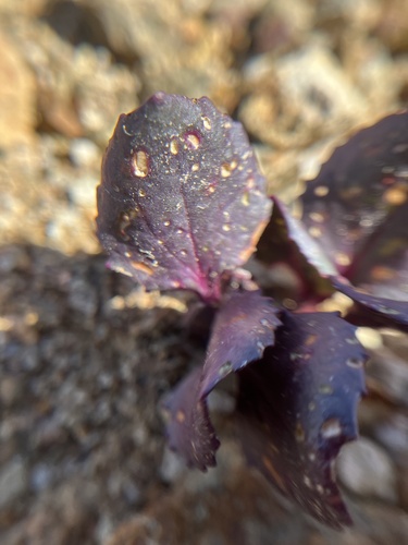 Senecio soldanella, photograph 4