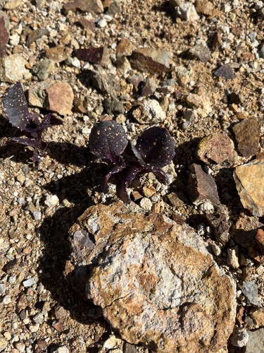 Senecio soldanella, photograph 5