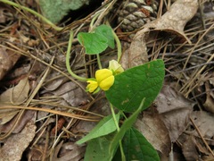 Rhynchosia difformis