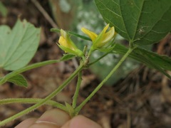 Rhynchosia difformis