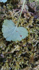 Puccinia glechomatis