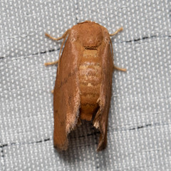 Heterogenea shurtleffi