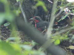 Rhodinocichla rosea