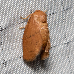 Heterogenea shurtleffi