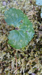 Puccinia glechomatis