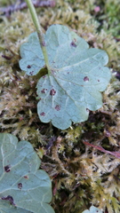 Puccinia glechomatis