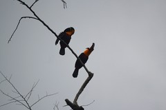Ramphastos vitellinus ariel